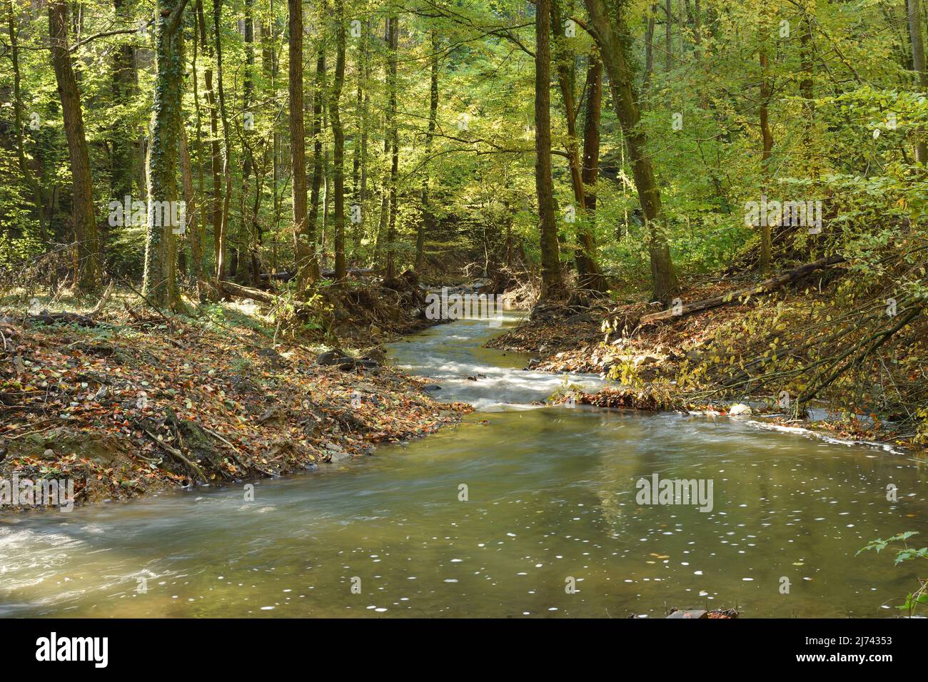 Stream flowing through a forest hi-res stock photography and images - Alamy