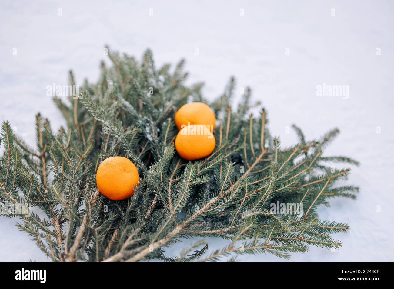 Fruit oranges lie on spruce branches. Attributes of Christmas and New Year - fragrant tangerines and Christmas tree. High quality photo Stock Photo