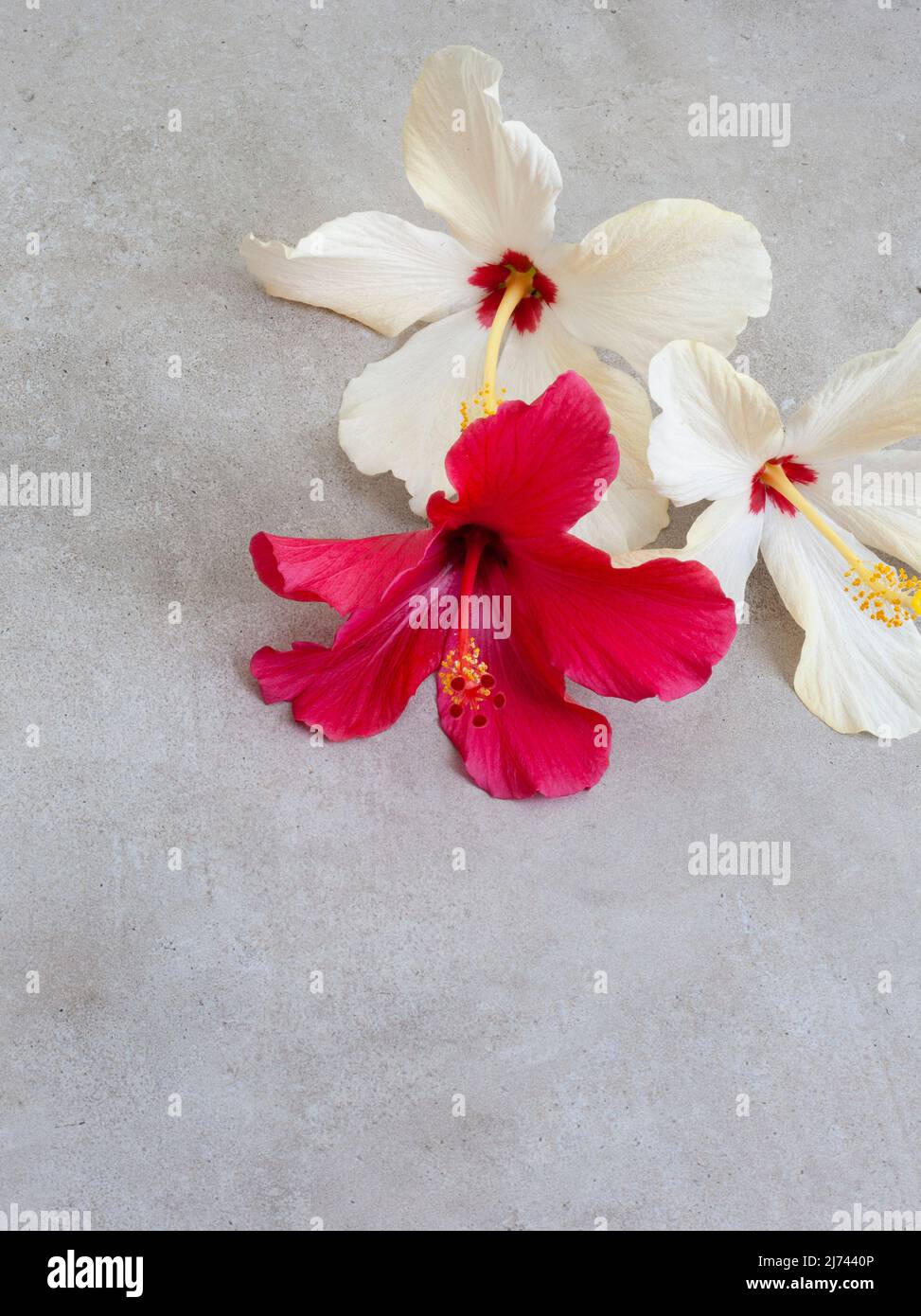 red and white hibiscus flowers on a mottled grey background with ample