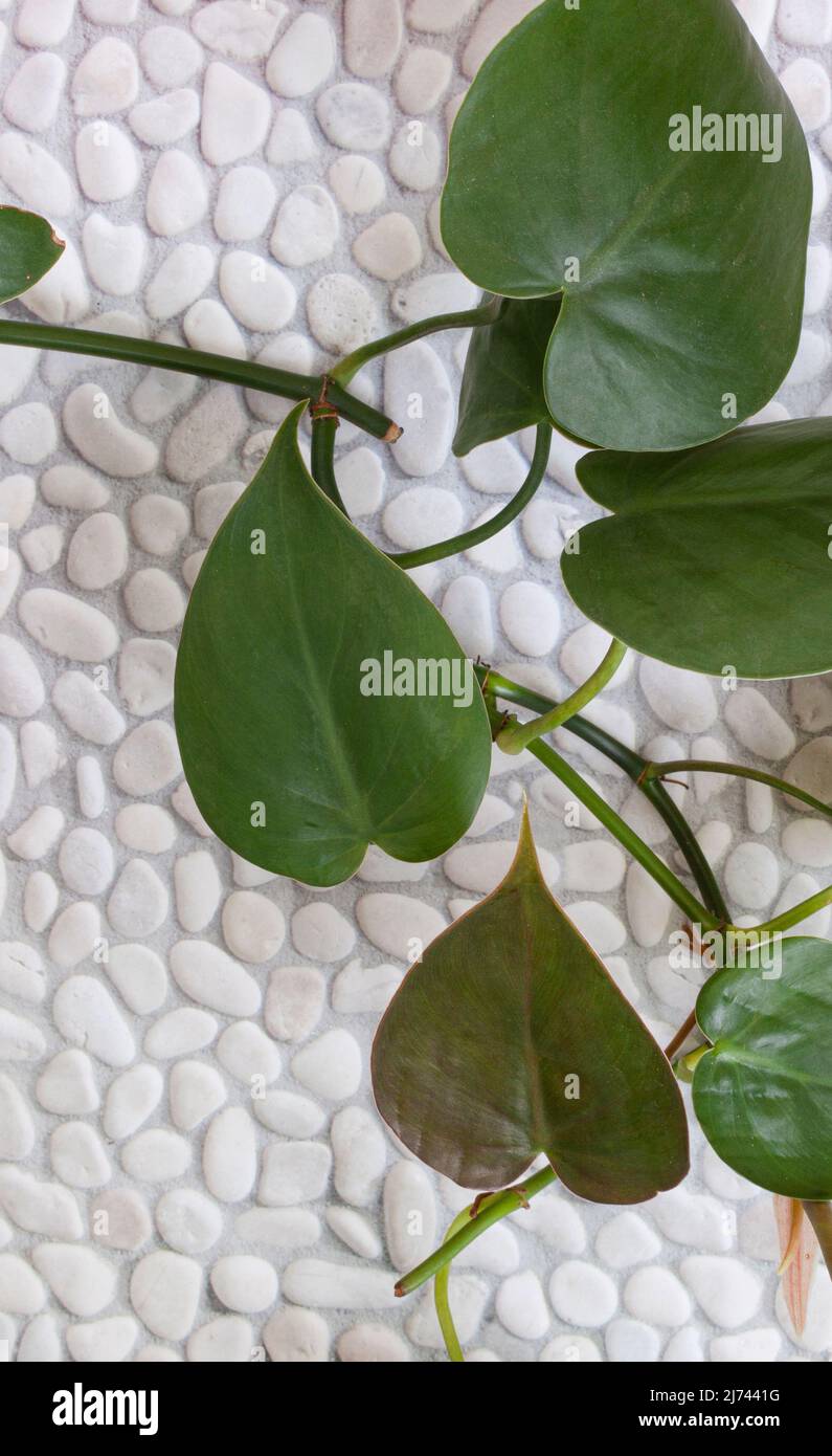 house plant leaves on white pebble surface with copy space Stock Photo