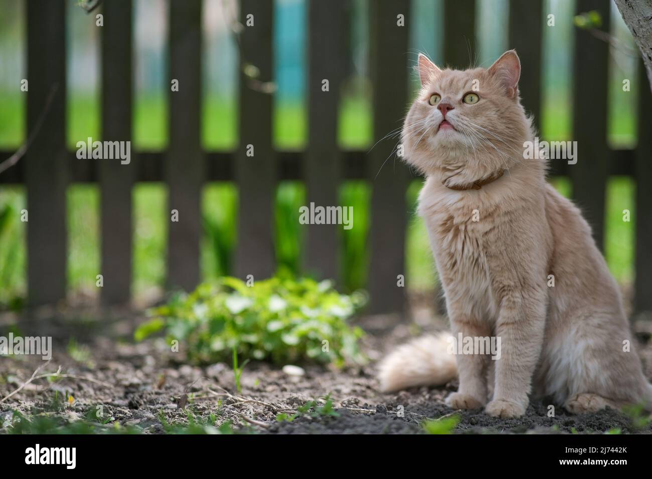 A light red cat sits near a stovbur and looks at the birds. Stock Photo