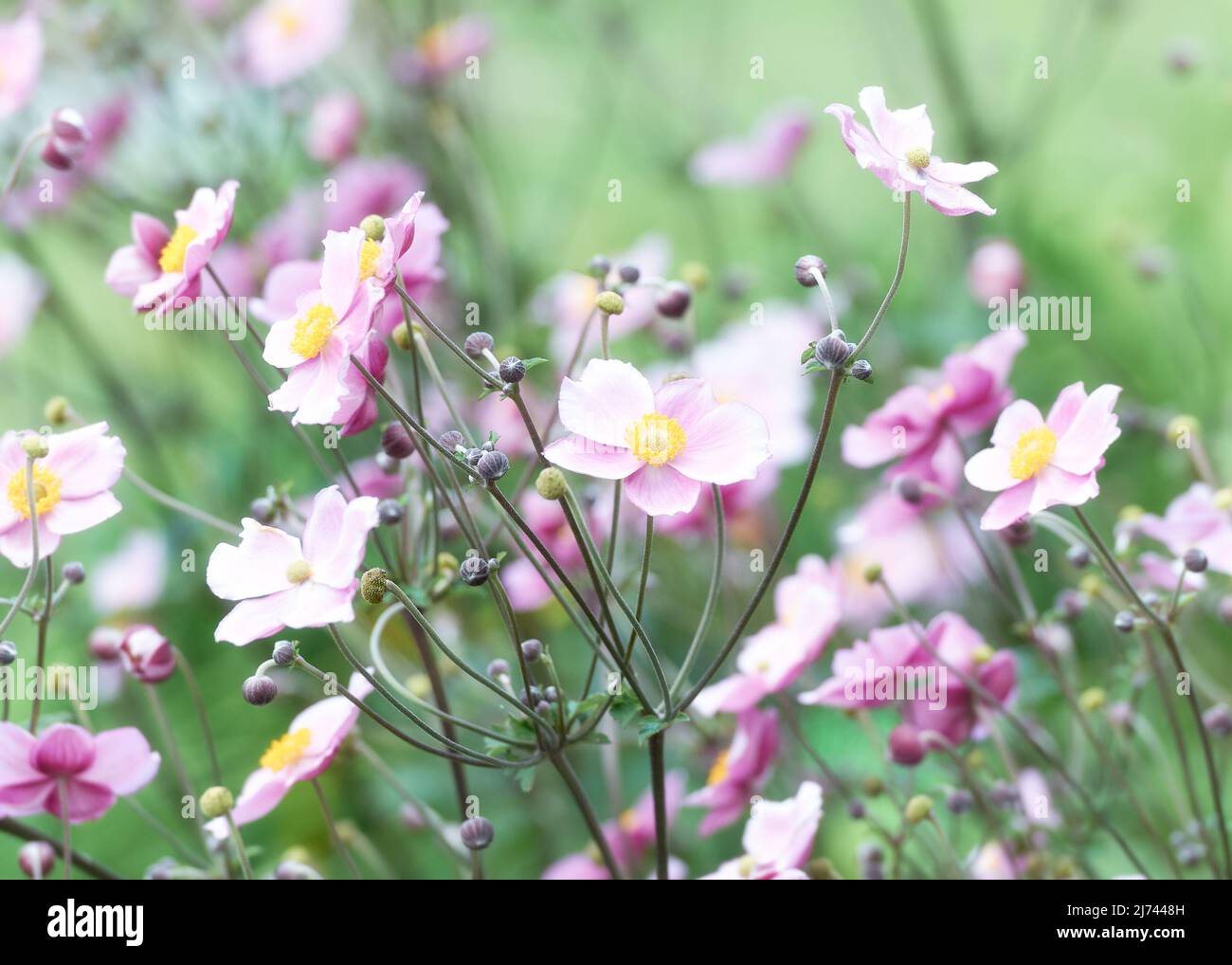 Nature background with spring flowers. (Anemone scabiosa). Selective and soft focus. Copy space. Stock Photo