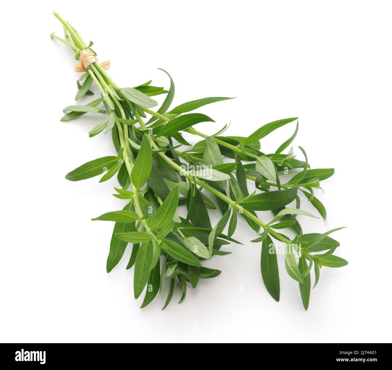 a bunch of hyssop isolated on white background Stock Photo - Alamy