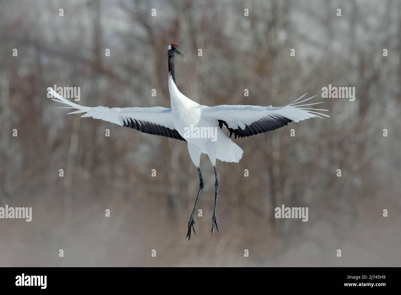 Flying White bird Red-crowned crane, Grus japonensis, with open wing ...