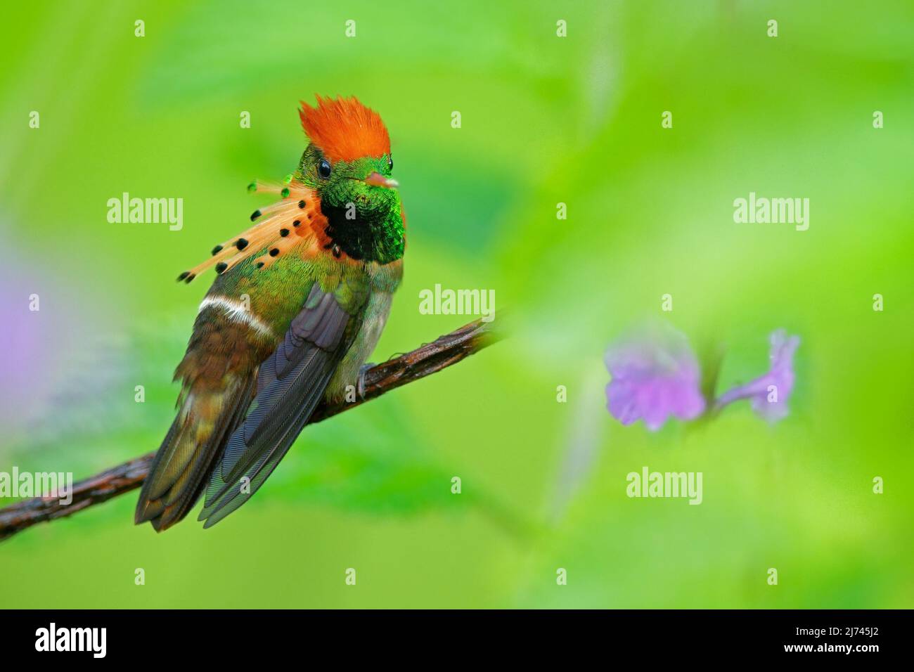 Tufted Coquette, colorful hummingbird with orange crest and collar in