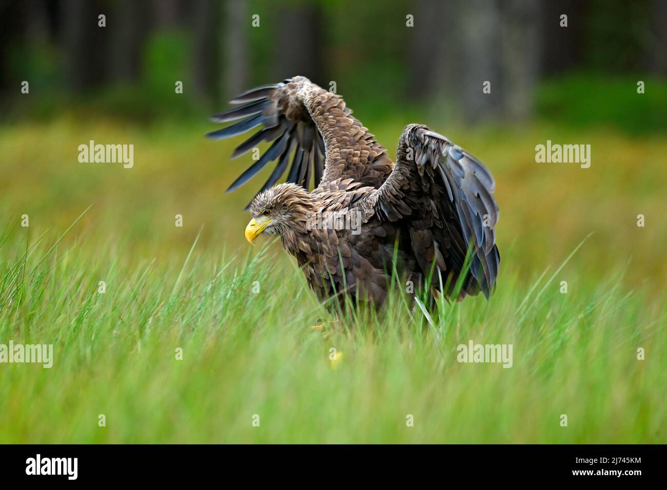 Whitetailed Eagle, Haliaeetus albicilla, landing in the green marsh