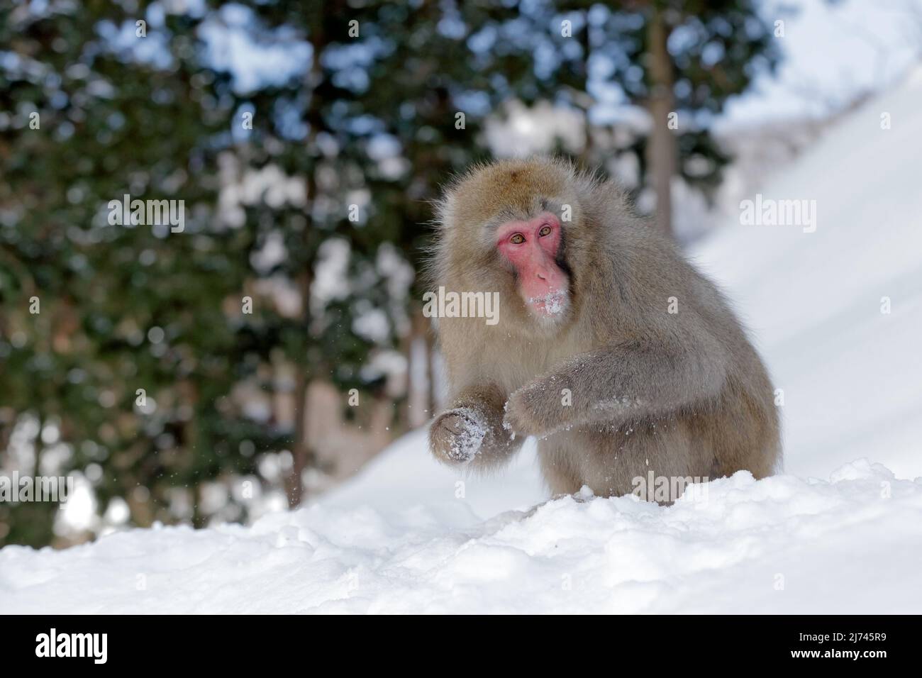 Monkey Japanese macaque, Macaca fuscata, sitting on the snow, Hokkaido, Japan Stock Photo