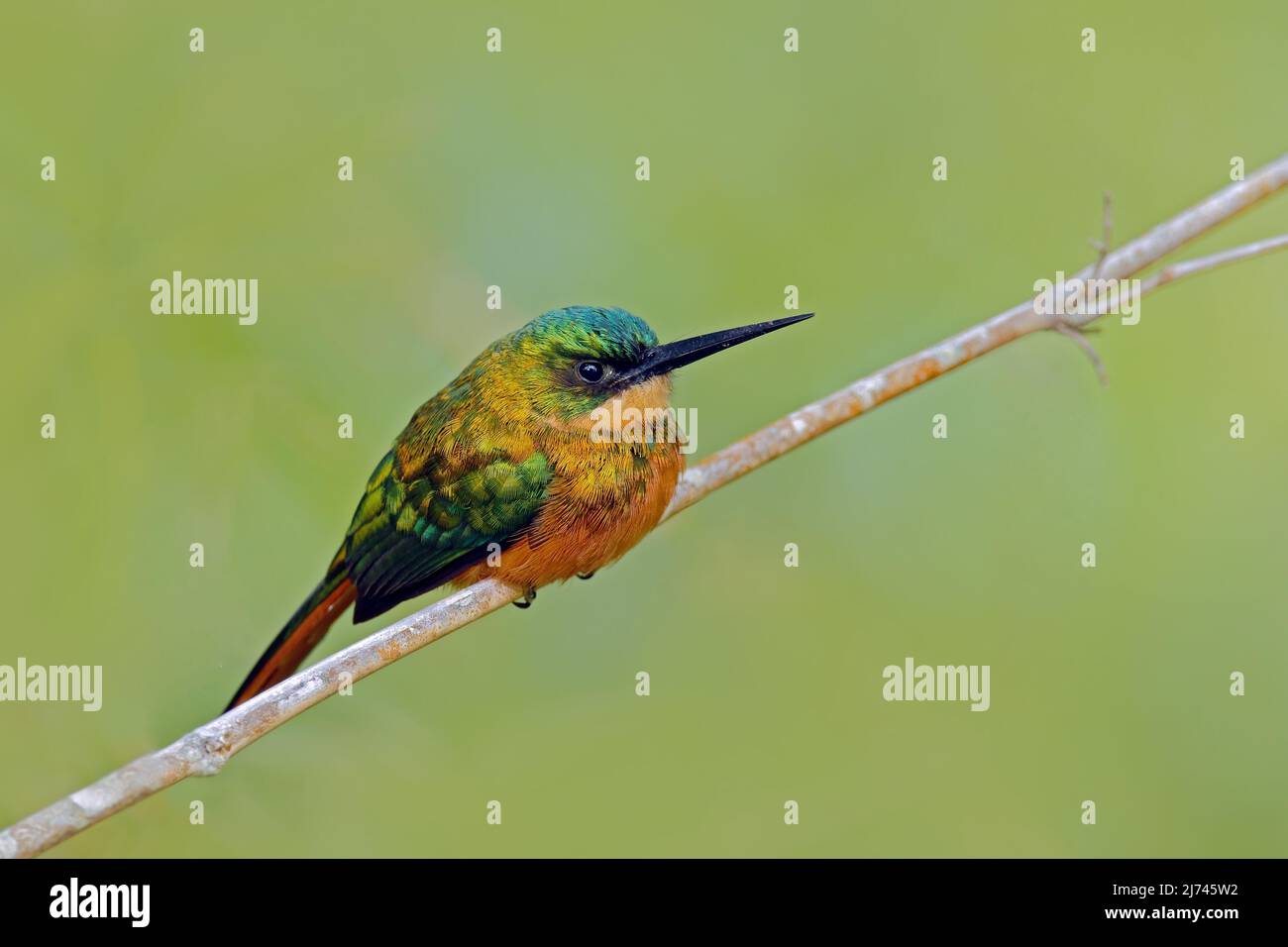 Rufous-tailed Jacamar, Galbula ruficauda, exotic bird sitting on the branch with clear green background, Trinidad and Tobago Stock Photo