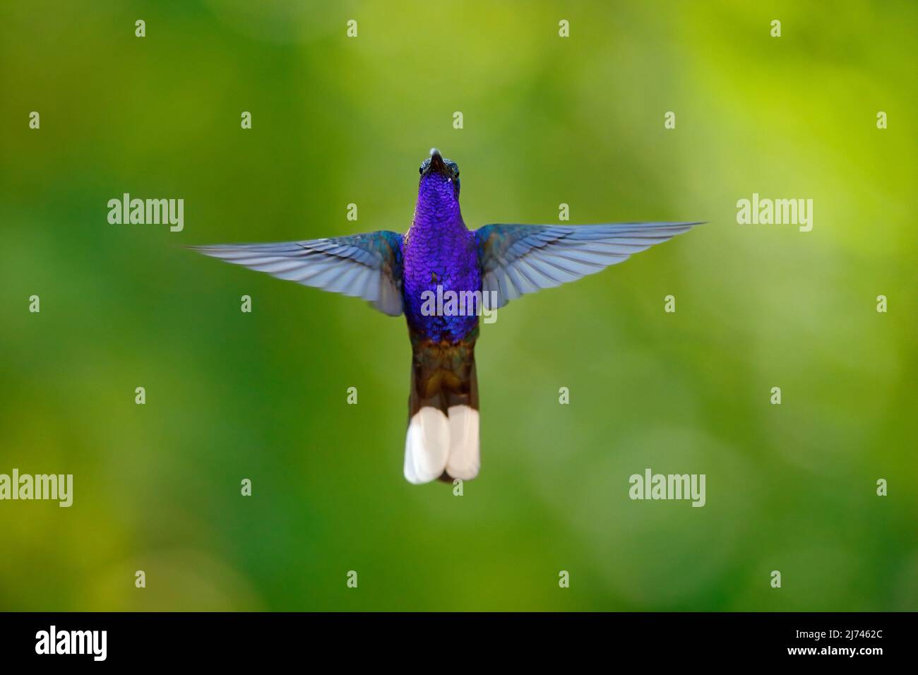 Hummingbird Violet Sabrewing, Campylopterus hemileucurus, flying in the tropical forest, La Paz, Costa Rica Stock Photo