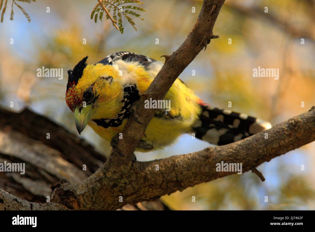 Yellow birds Crested Barbet, Trachyphonus vaillantii, Chobe National Park, Botswana Stock Photo