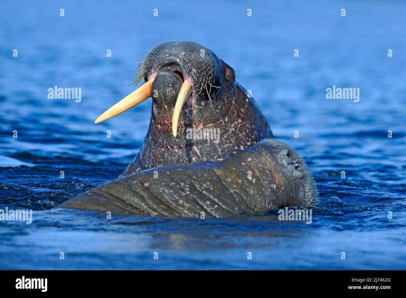 The walrus, Odobenus rosmarus, large flippered marine mammal, in blue ...
