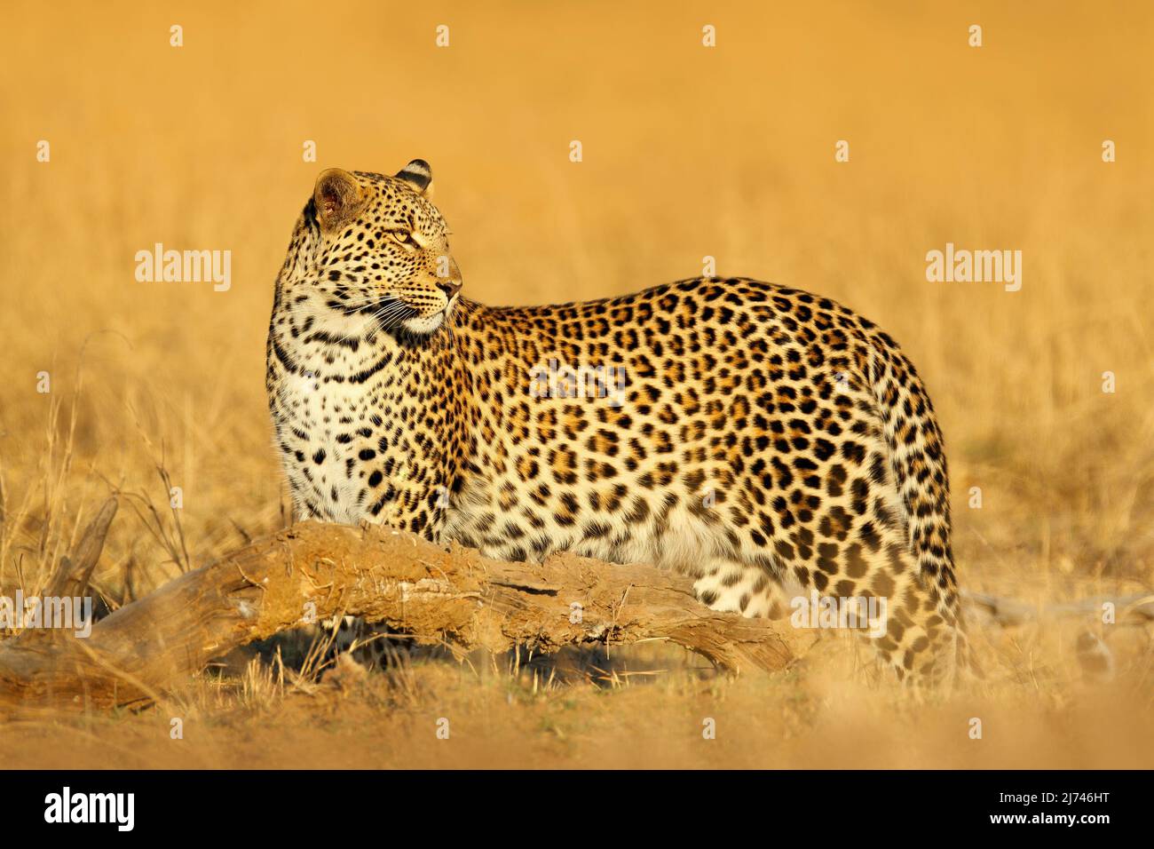 African Leopard, Panthera pardus shortidgei, Hwange National Park,  Zimbabwe. Wil cat Hidden portrait in the nice yellow grass. Big wild cat in  the nat Stock Photo - Alamy
