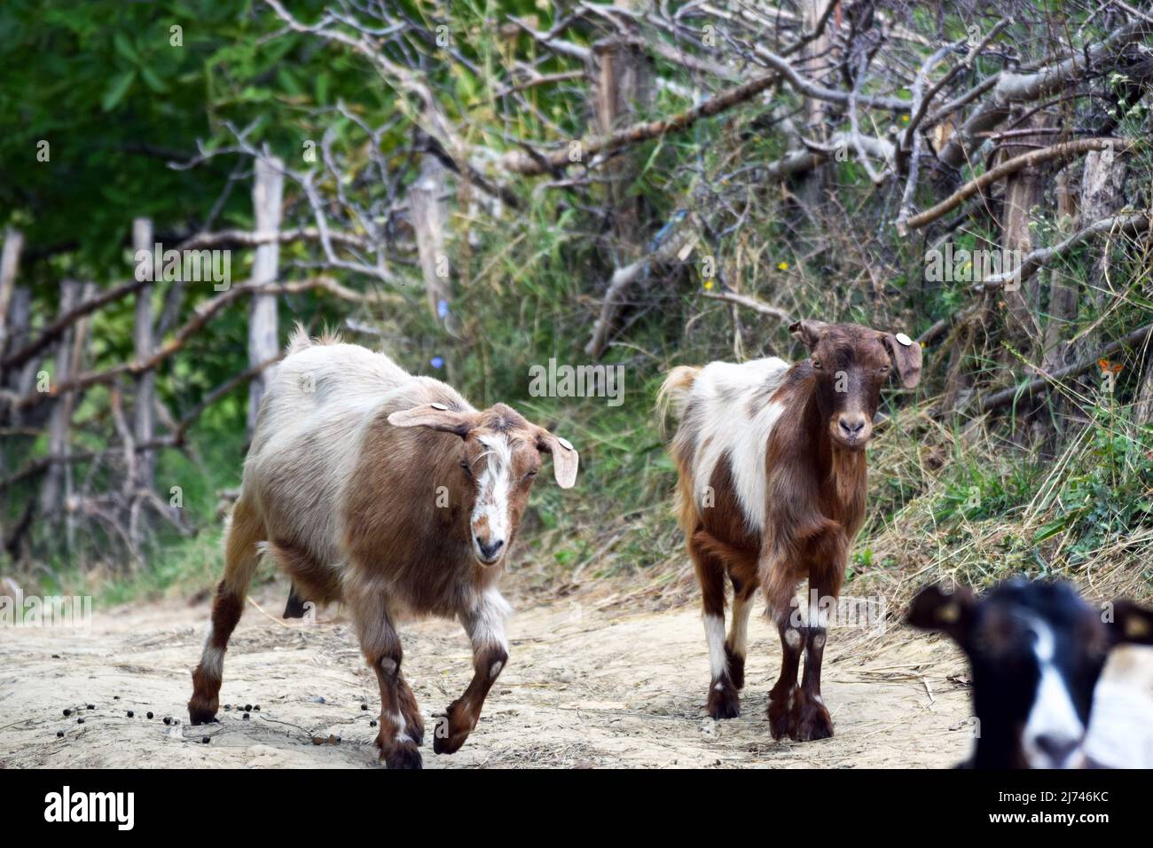 Ruminant animal hi-res stock photography and images - Alamy