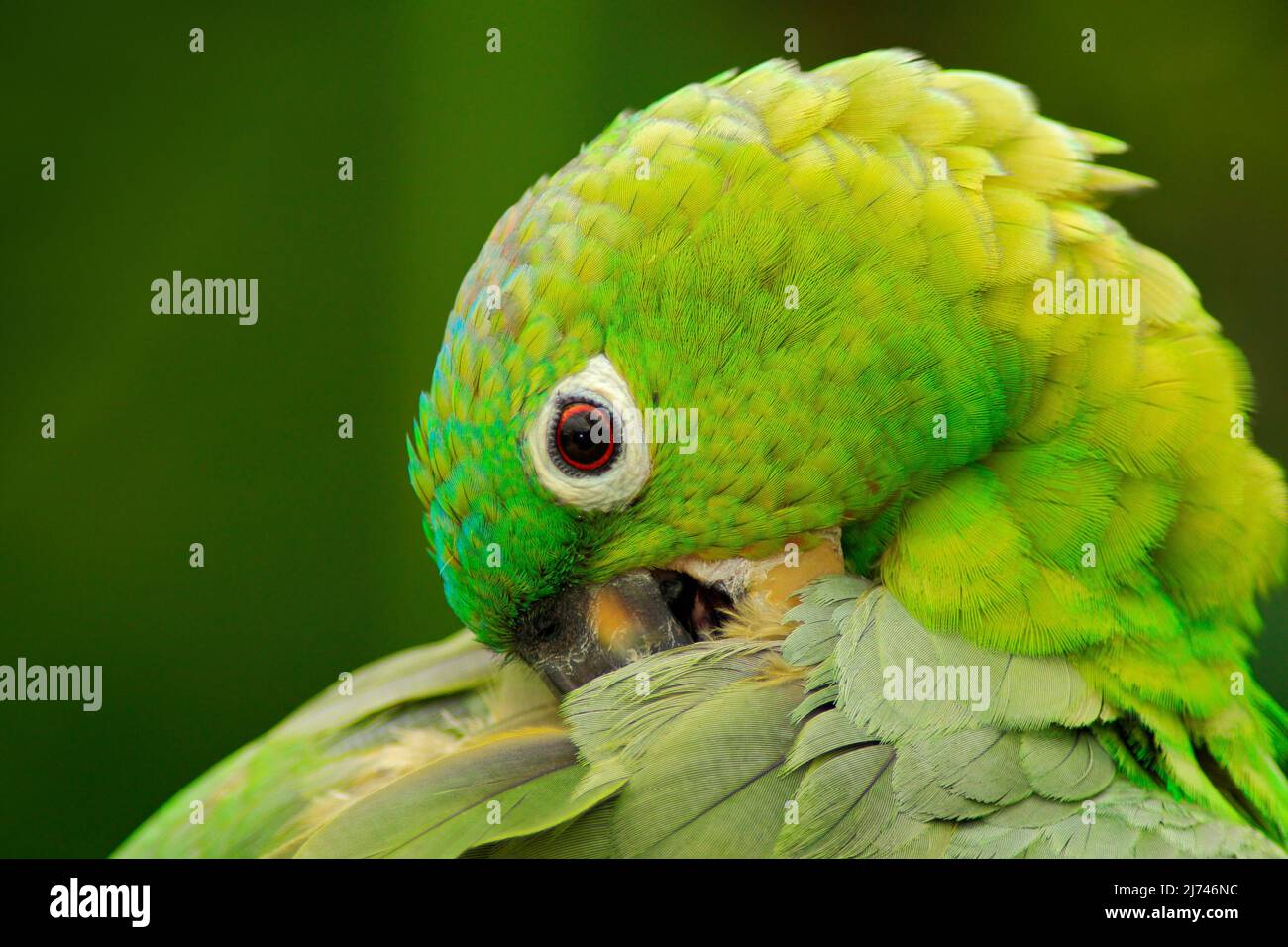 Yellow-crowned Amazon, Amazona ochrocephala auropalliata, portrait of light green parrot, Costa Rica Stock Photo