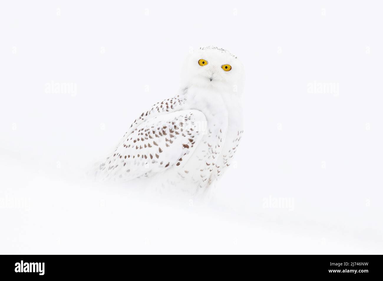 Snowy owl, Nyctea scandiaca, rare bird sitting on the snow, winter scene with snowflakes in wind, Manitoba, Canada Stock Photo