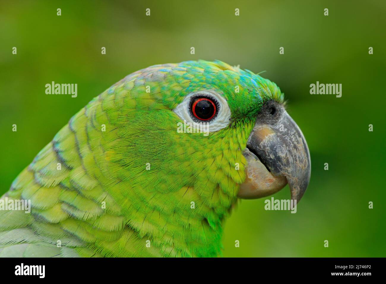 Yellow-crowned Amazon, Amazona ochrocephala auropalliata, portrait of light green parrot, Mexico Stock Photo