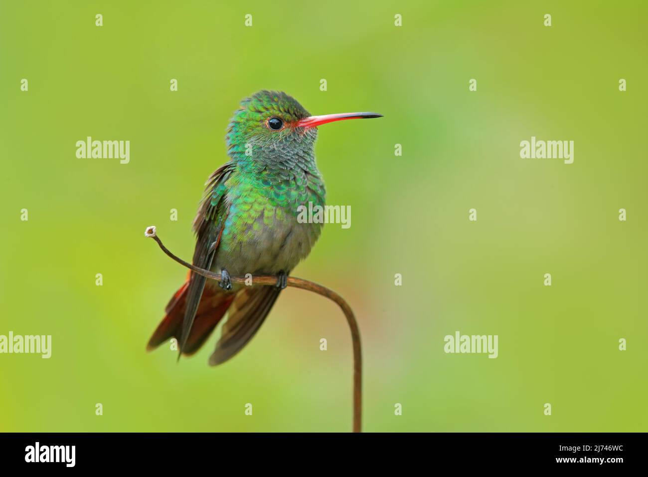 Hummingbird Rufous-tailed Hummingbird, Amazilia tzacat, with clear green background, Colombia Stock Photo