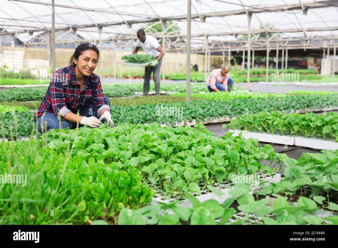 Latina woman working with seedling in greenhouse Stock Photo - Alamy