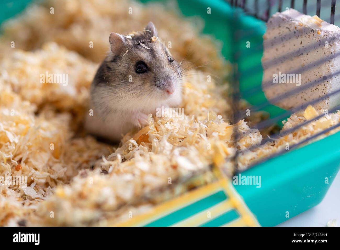 Funny hamster sits in cage, selective focus. High quality photo Stock Photo