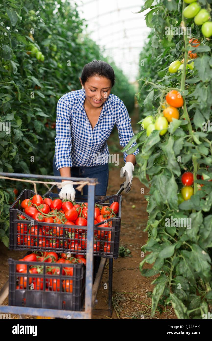 Latino woman farmer harvesting tomatoes in greenhouse Stock Photo - Alamy