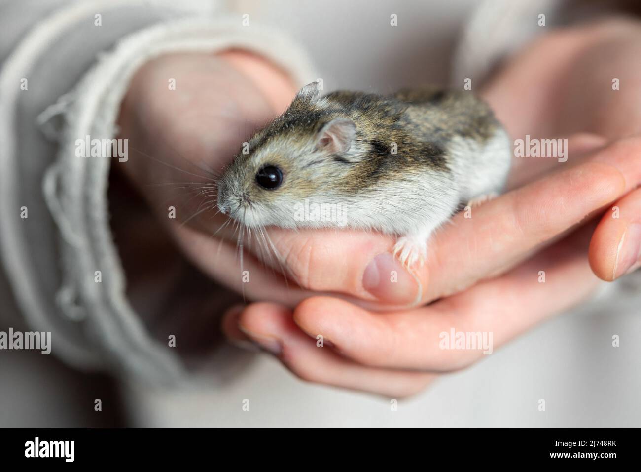 Girl is holding hamster in her hands. Child's hands with a hamster close up. High quality photo Stock Photo