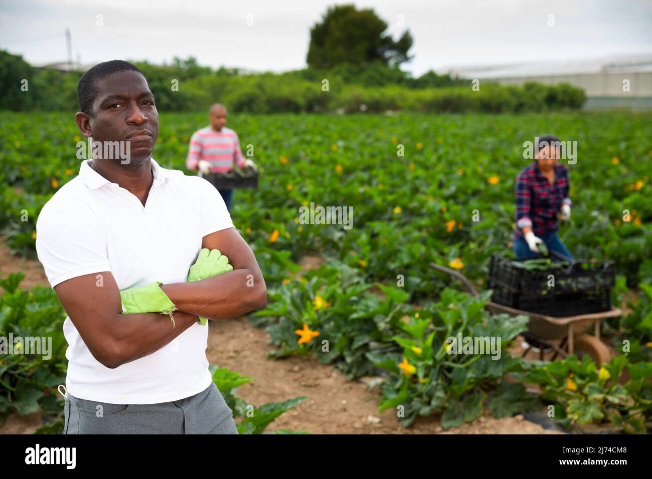 Confident african american farmer on vegetable plantation Stock Photo ...