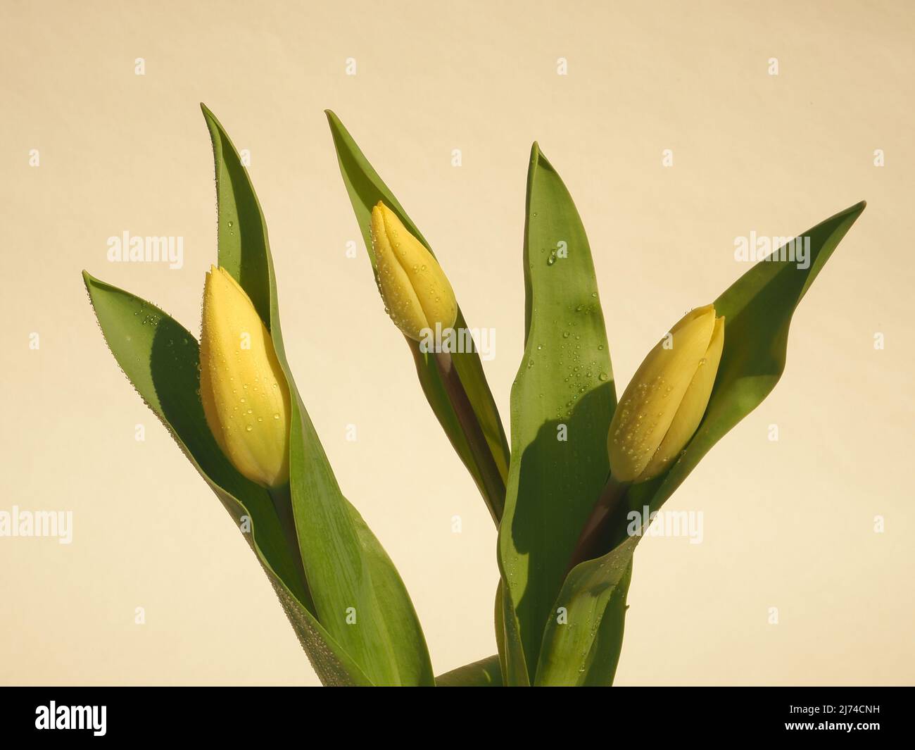 Three yellow tulip heads emerging from green leaves, against a neutral