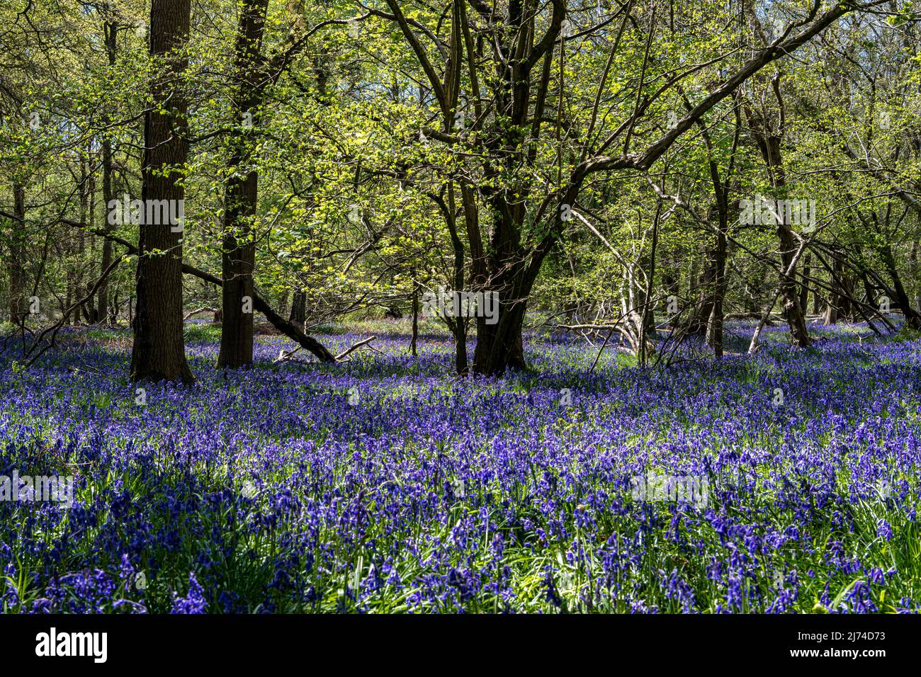 Woods carpetted with blue bells Stock Photo