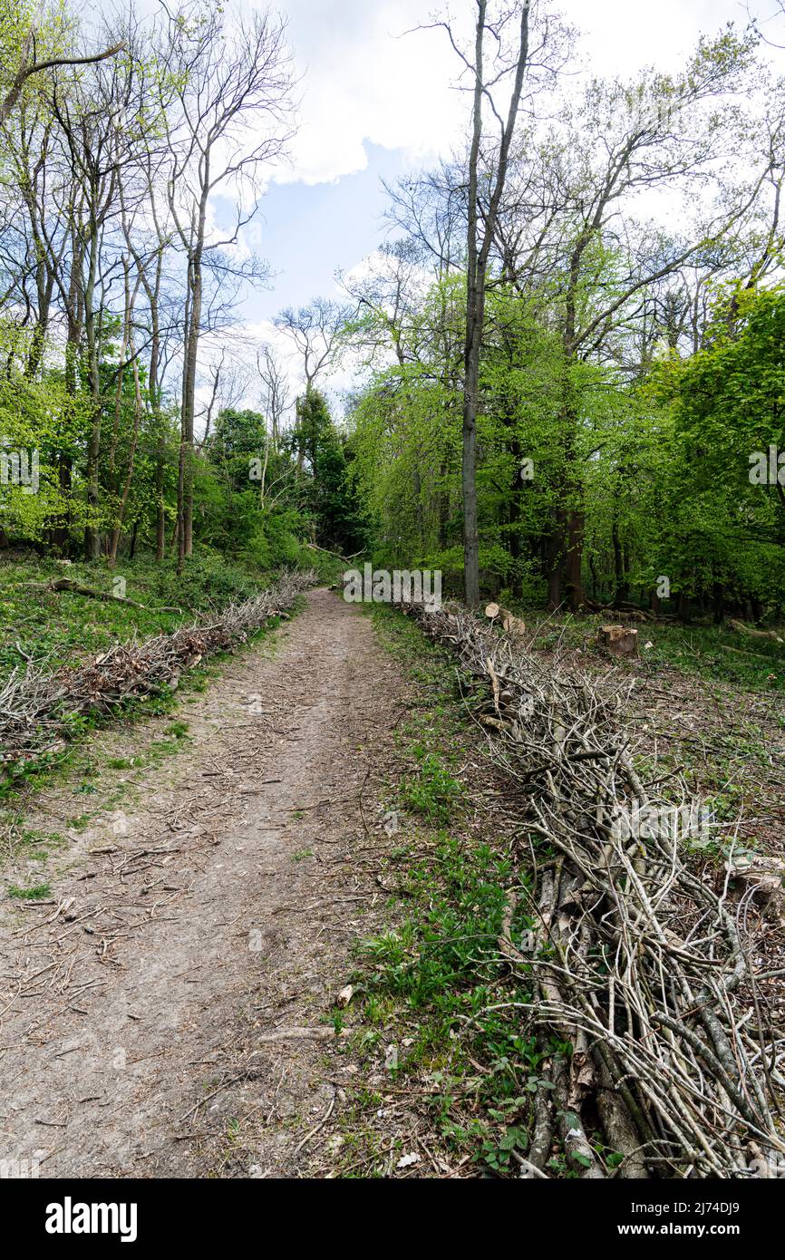Natural dead hedge of cut branches lining path in woods Stock Photo