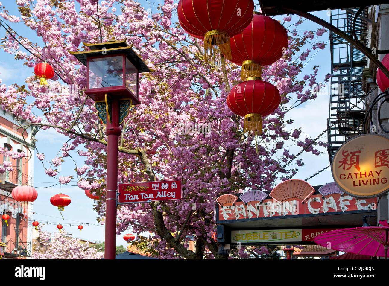 Pink cherry blossoms and red lanterns by Chinatown's Fan Tan Alley in Victoria, British Columbia, Canada. Stock Photo