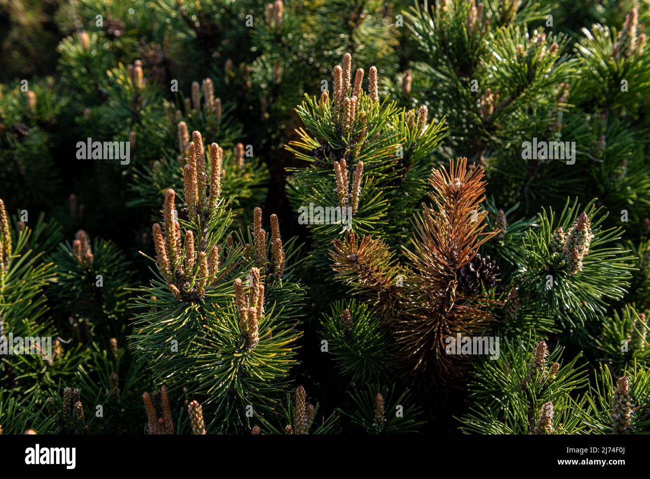 Young shoots and pine cones close up. Stock Photo