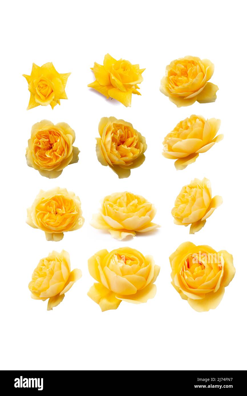 collection yellow roses flowers isolated on white Stock Photo - Alamy