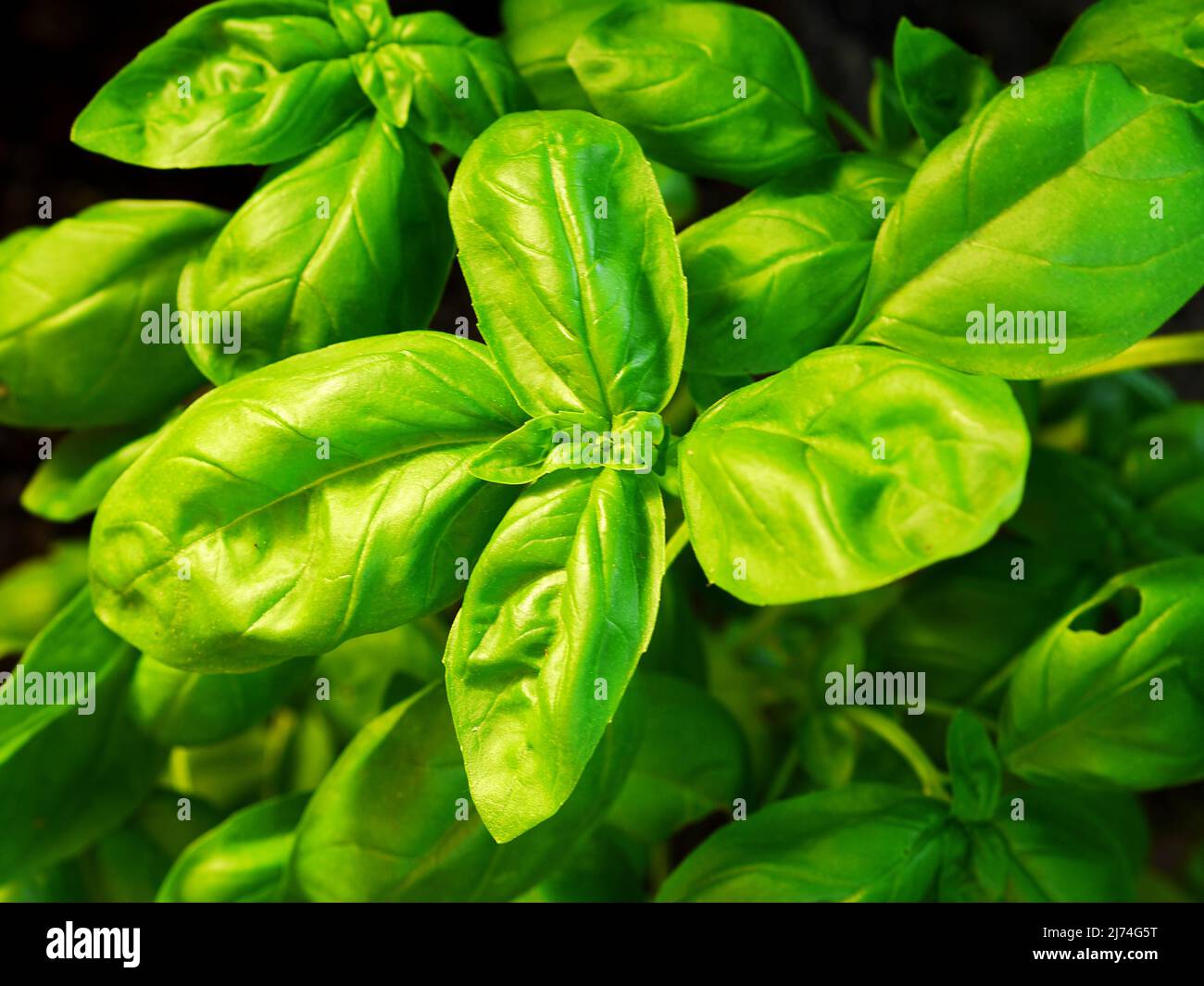 photo shows fresh basil leaves in green house Stock Photo - Alamy