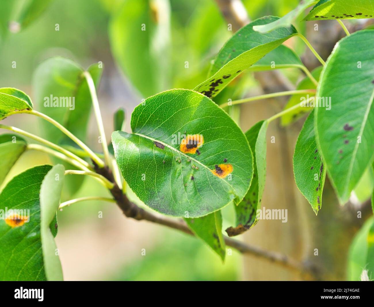 photo shows a rust diseases (pear rust) on pear Stock Photo