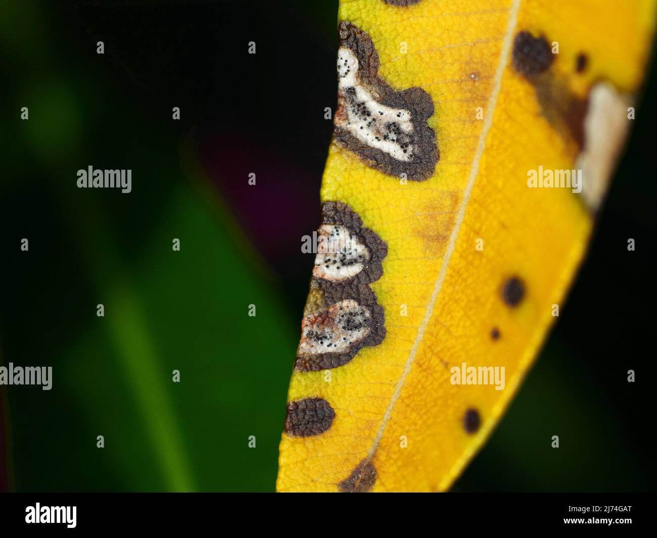 photo shows a yellow leaf of oleander with fungual leaf spots (closeup) Stock Photo