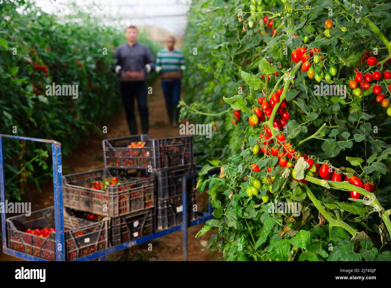 Boxes with tomatoes in greenhouse on background with busy workers Stock ...