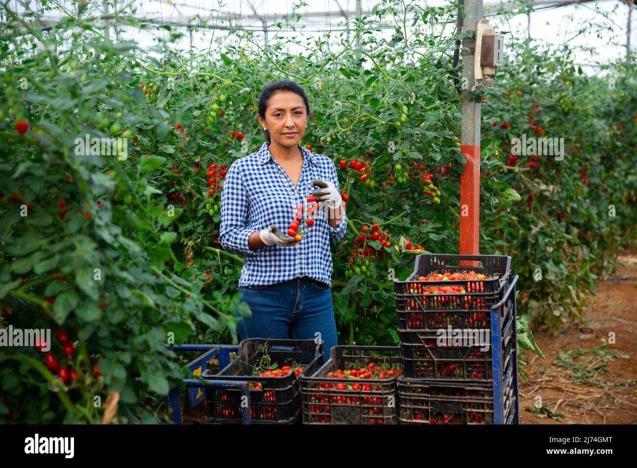 Female latino farmer puts red tomatoes in plastic box for sale Stock ...
