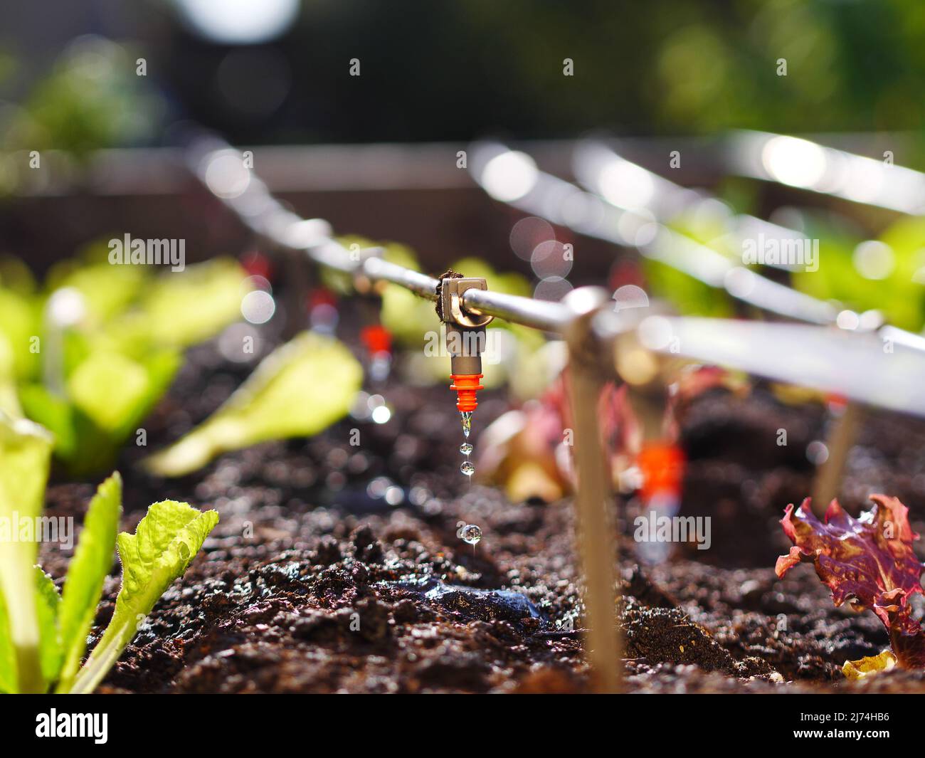 photo shows irrigation system in raised garden bed Stock Photo Alamy