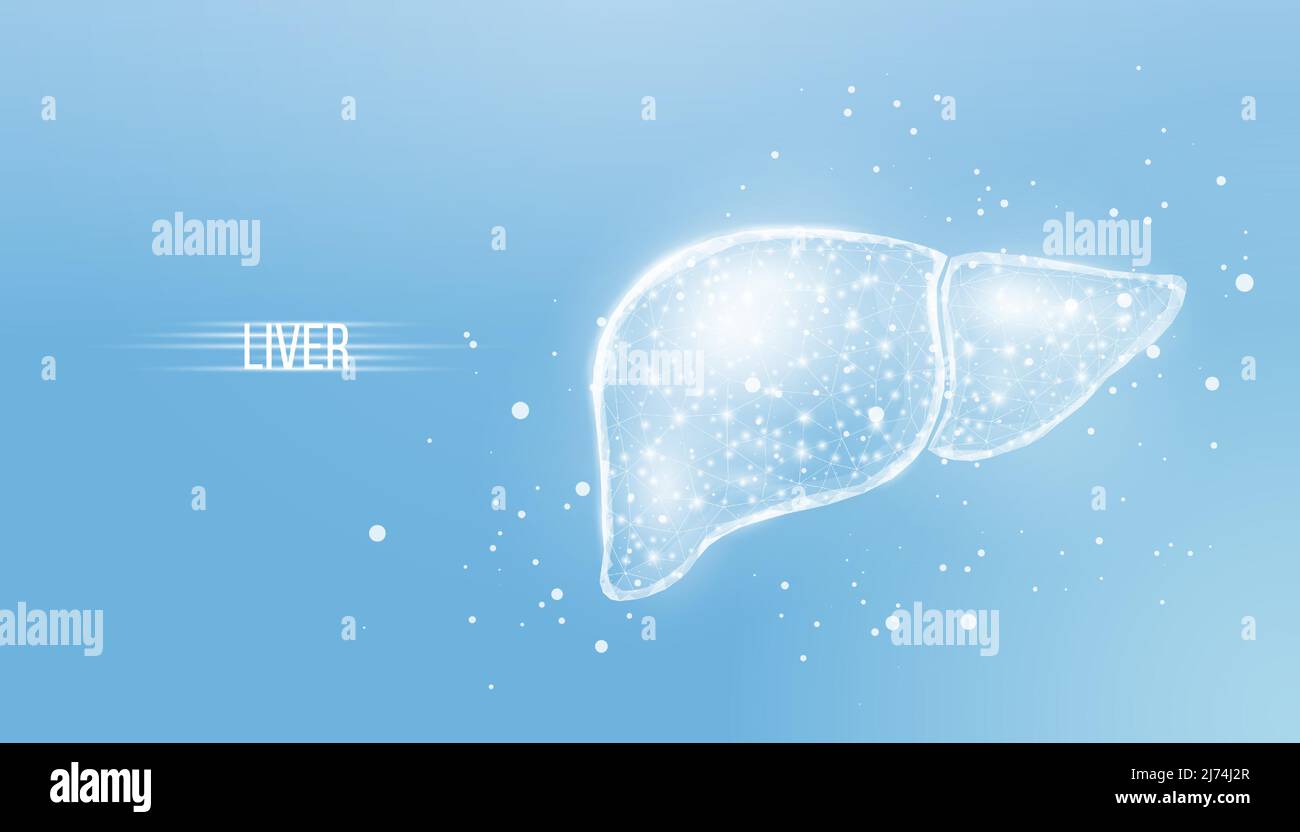Human liver. Wireframe low poly style. Concept for medical, treatment ...