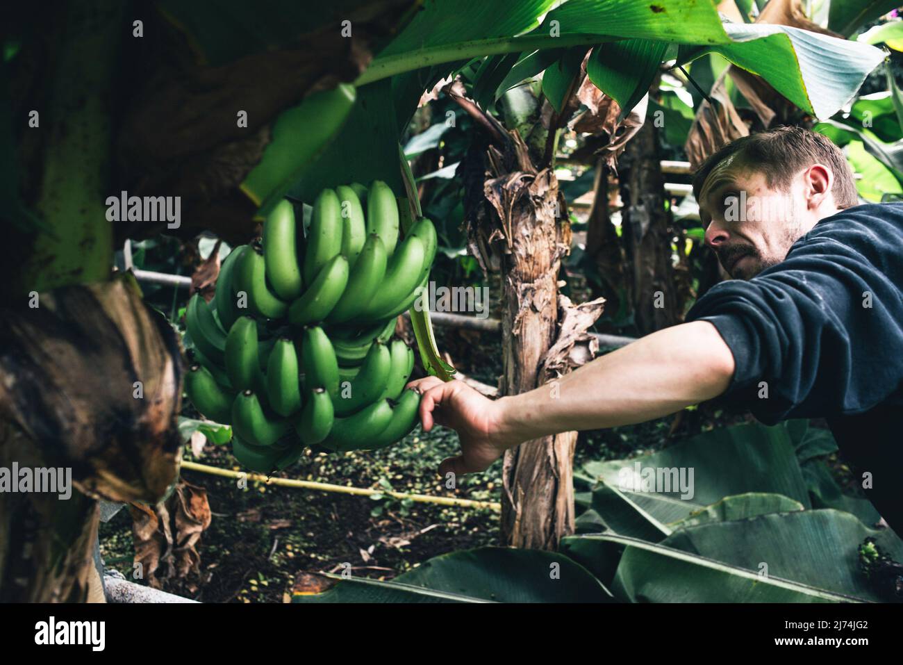 The University of Iceland has been growing bananas in greenhouses at