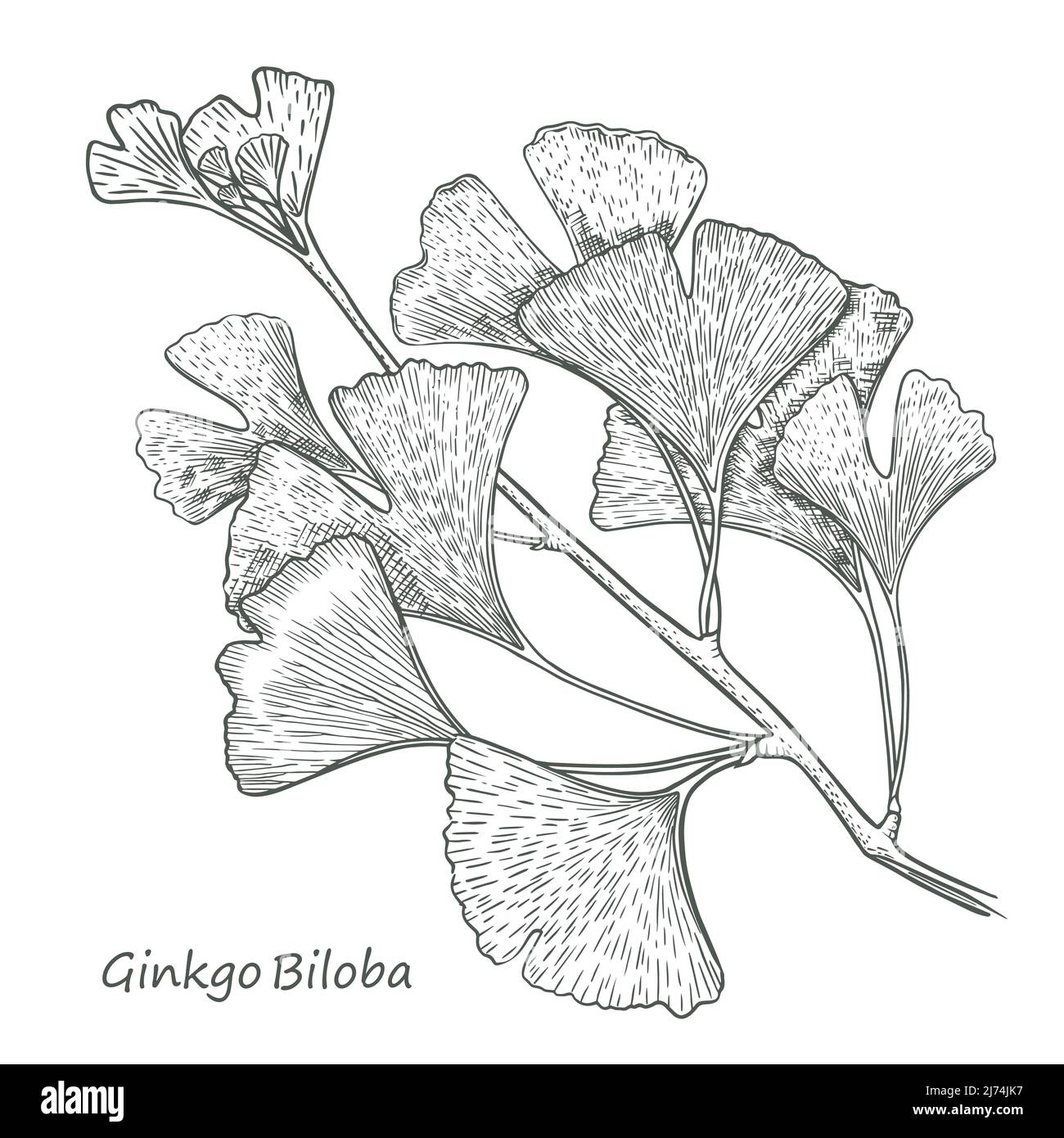 ginkgo leaves are a beautiful plant. sketch of a botanist tattoo. detailed  sketch vegetation Stock Photo - Alamy