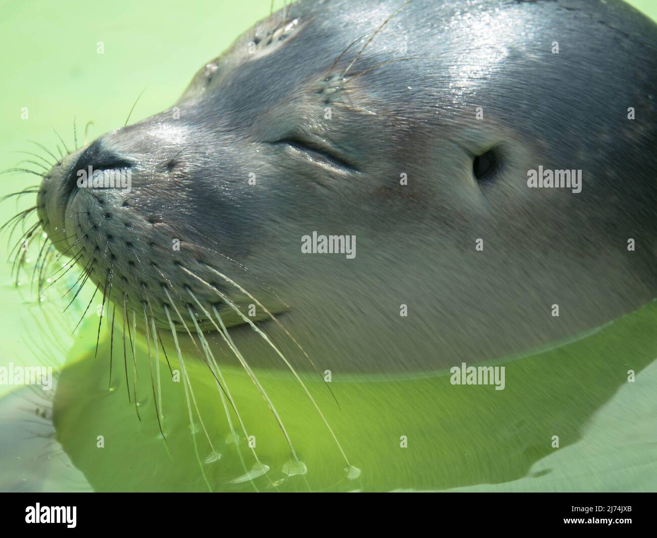 Close up of the head of a cute harbour or common seal in Seal Sanctuary Ecomare on the island of Texel, Netherlands Stock Photo