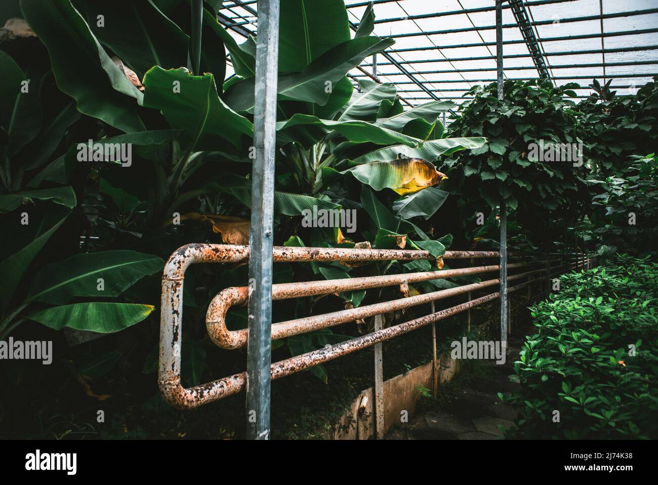 Inside a greenhouse where you can see the pipes through which the hot water  flows. 85% of the energy produced in Iceland is of sustainable origin  (hydro and geothermal), of which 66%
