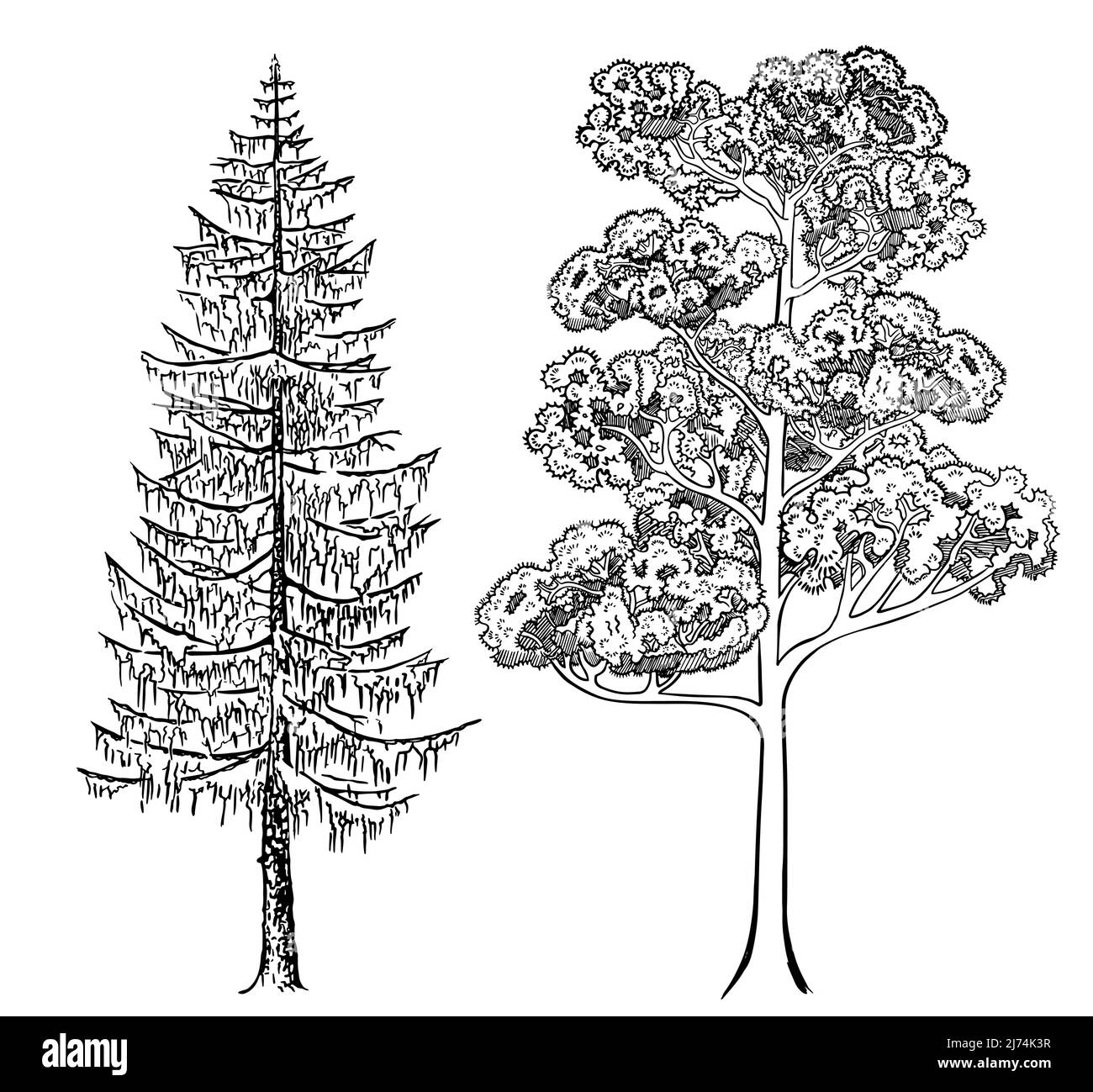 Sketch image of evergreen coniferous trees. Pine and spruce on an isolated white background. Vector. Stock Vector