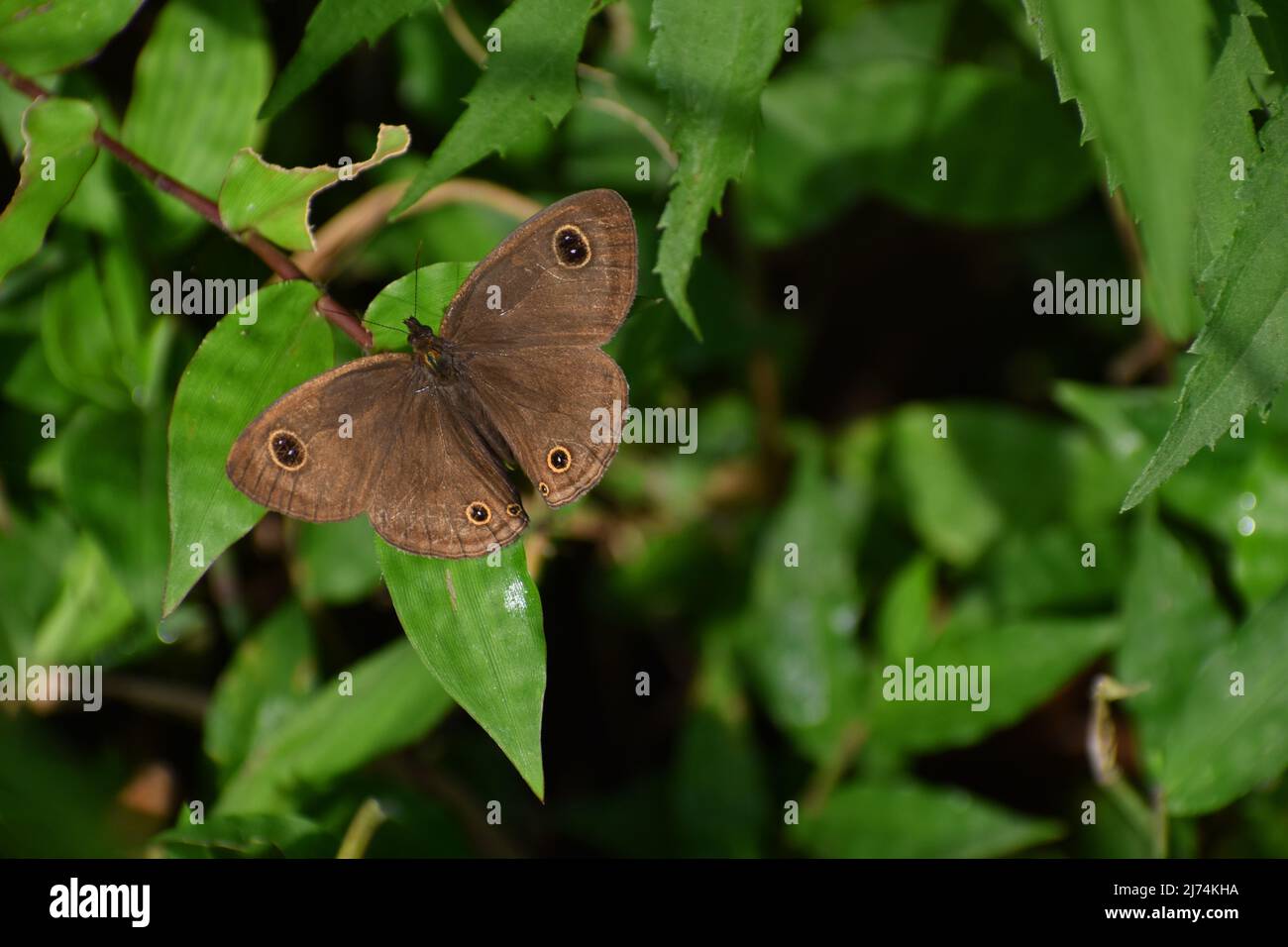 Bushbrowns butterfly perched on green leaves. Stock Photo