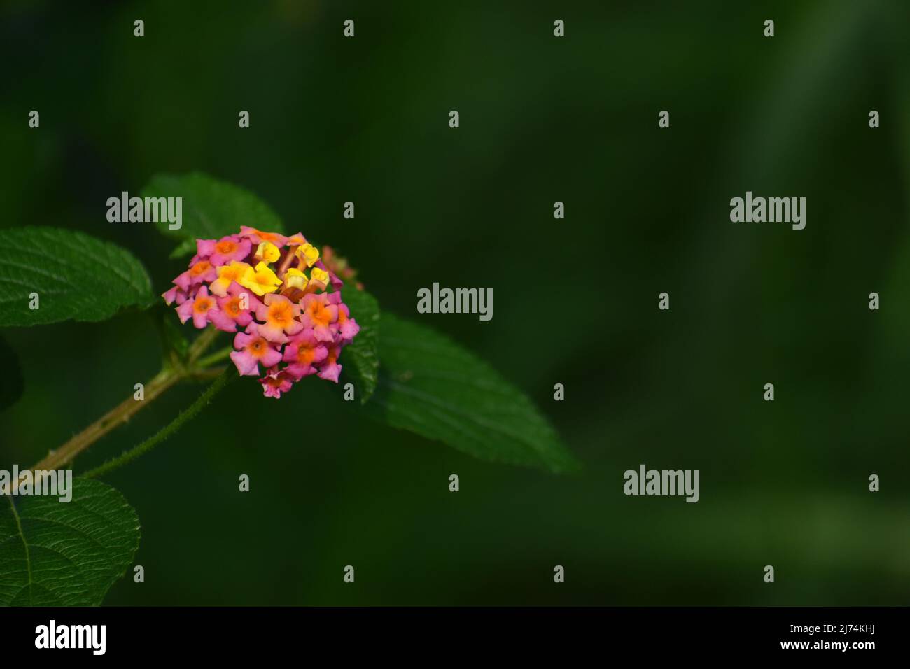 Close up photo of lantana flower with blur background . Stock Photo