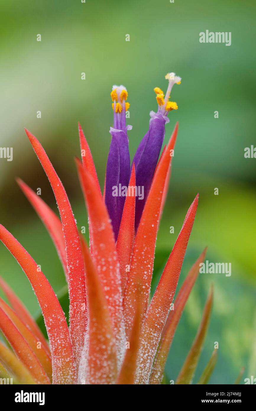 Tillandsie, Tillandsia ionantha (Tillandsia ionantha), flowers Stock Photo