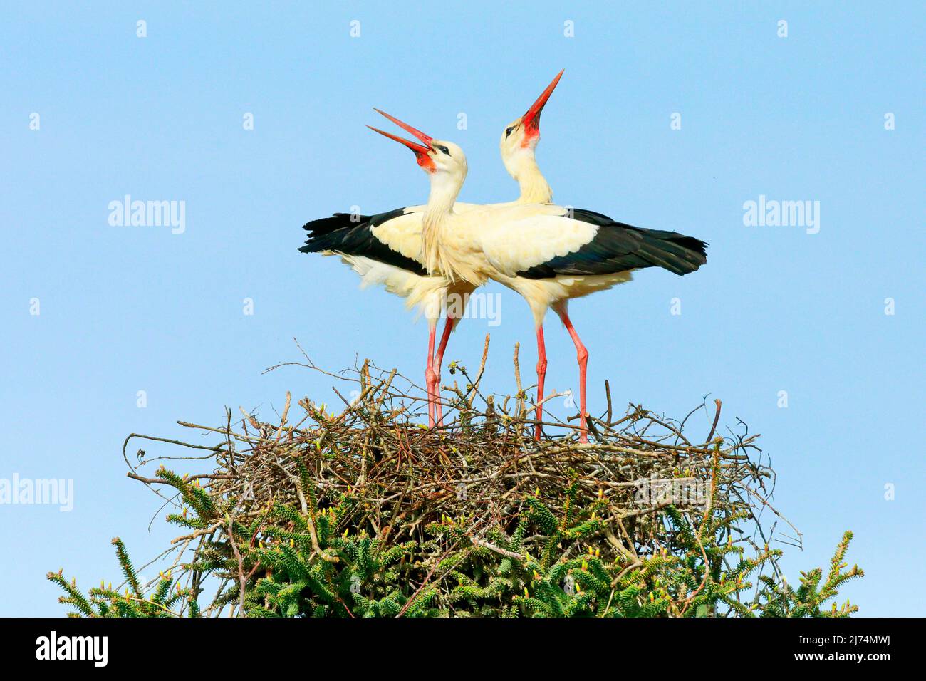 white stork (Ciconia ciconia), pair in the nest, courtship behaviour in mating season in spring, Switzerland, Kanton Zuerich, Oetwil am See Stock Photo