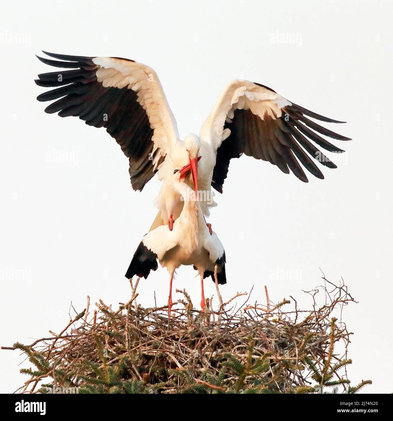 white stork (Ciconia ciconia), mating in the nest at sunset, Switzerland, Kanton Zuerich, Oetwil am See Stock Photo