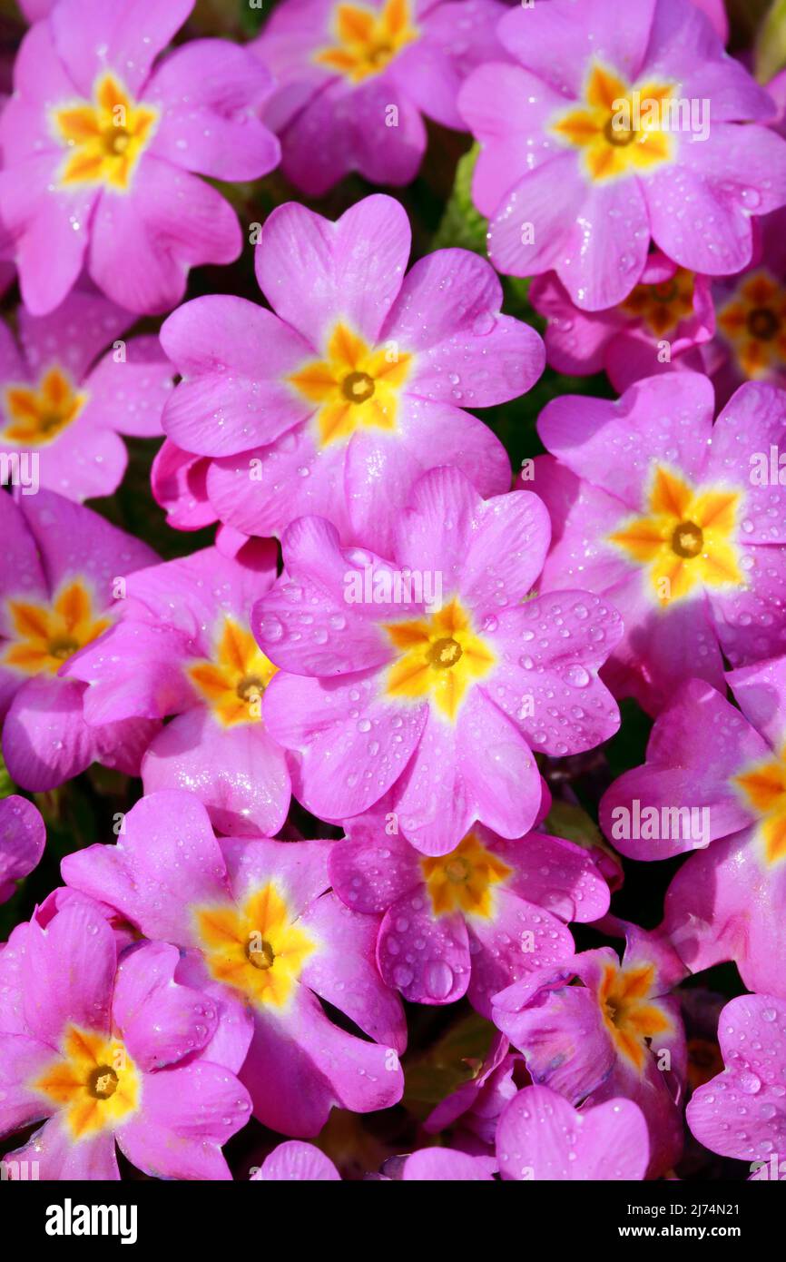 true English primrose (Primula acaulis, Primula vulgaris), flowers with raindrops Stock Photo